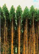 treeplantation4.jpg